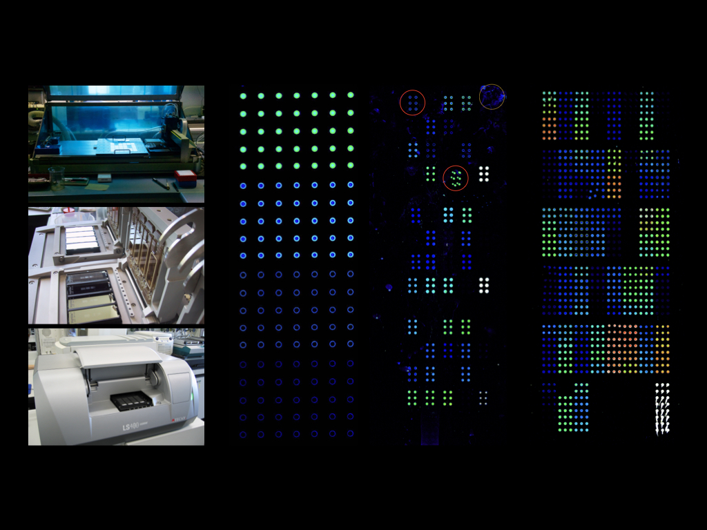 Enlarged view: microarray